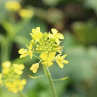 Brassica juncea (L.) Czern.